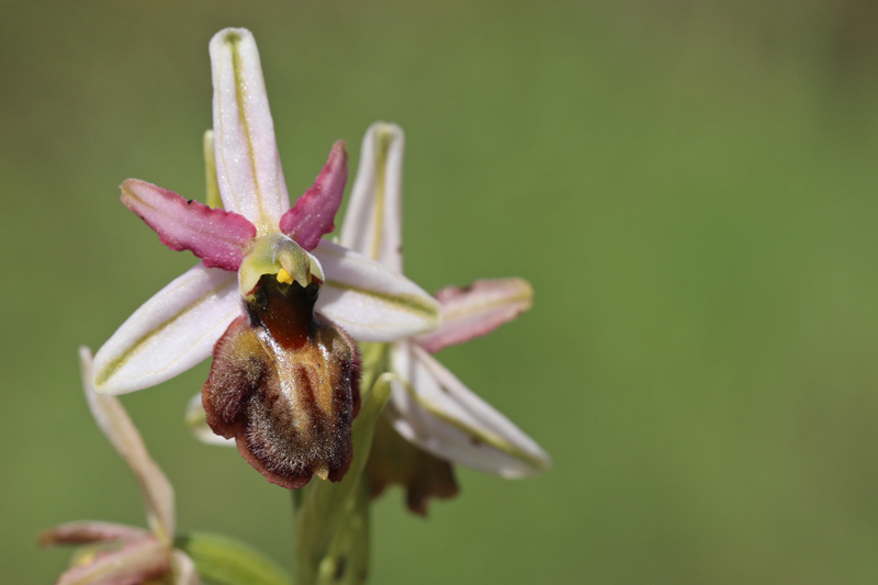 Ophrys exaltata?